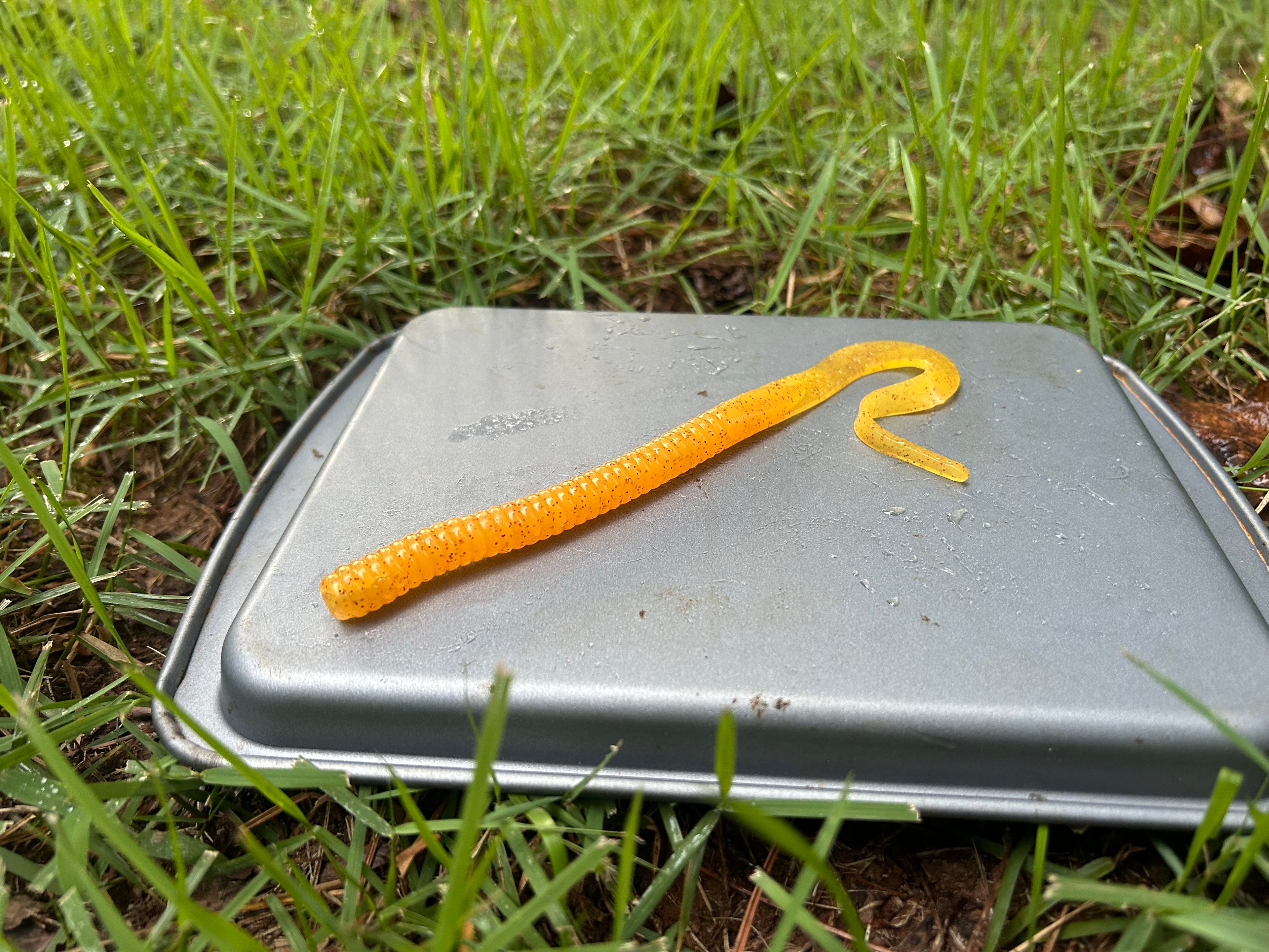 Curly Tailed Worm (10 in)