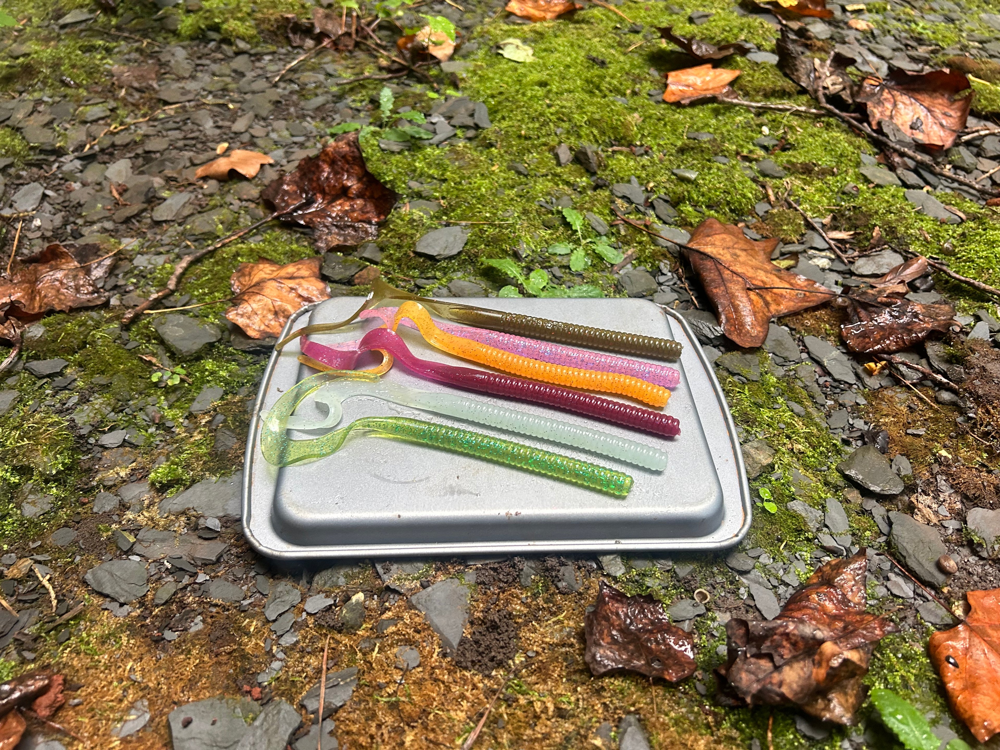 Curly Tailed Worm (10 in)